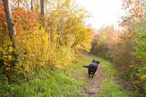 © Alice G Patterson Photography | photos that make you smile, dog running on trail