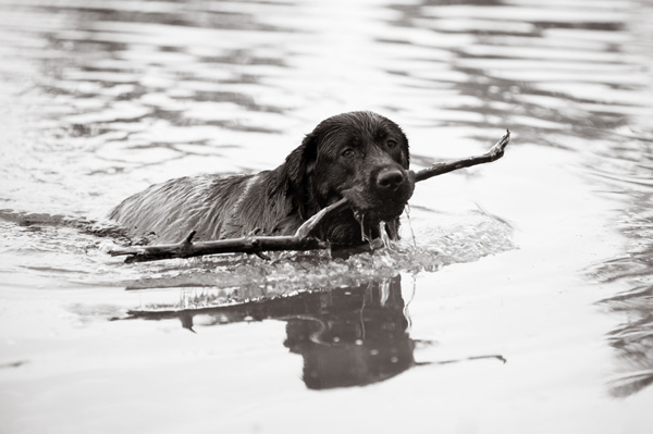 © Alice G Patterson Photography | CNY-dog-photography, Lab-swimming-with-stick, black-dog