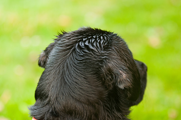 © Alice G Patterson Photography |wet-Black-Labrador,  lifestyle-pet-photography, CNY-best-dog-photographer