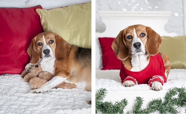 © J Catherine Photography |beagle Christmas photos, dogs on furniture