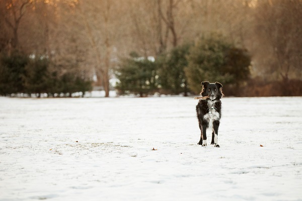 © Kathryn Schauer Photography | Border Collie in snow, Guilford pet portraits, winter dog photography