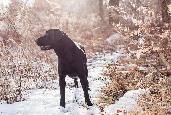 © Kathryn Schauer Photography |Winter/snow dog photography, on location pet photography year round