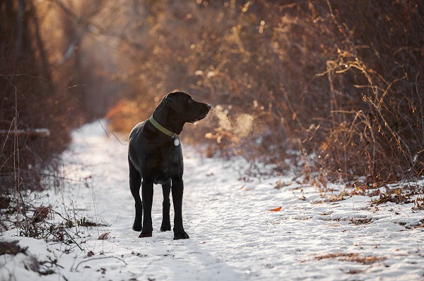 © Kathryn Schauer Photography | photographing dogs in snow/winter, dog's breath