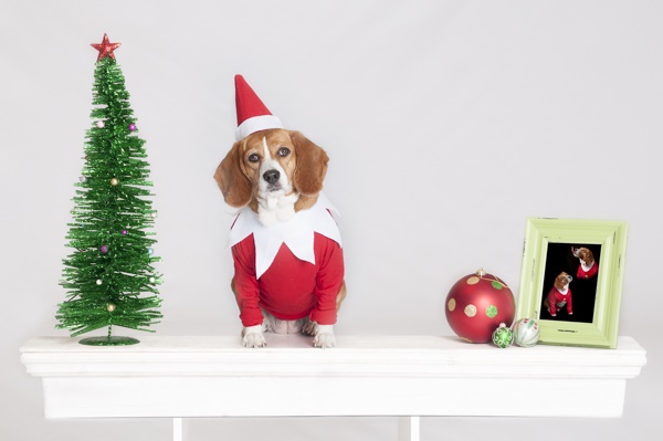 © J Catherine Photography | dog dressed as elf on shelf. Beagle in elf on shelf, canine elf on shelf
