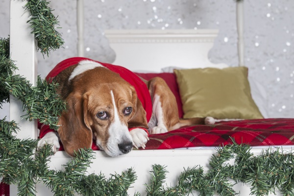 © J Catherine Photography | dog Christmas photos, lifestyle pet photography