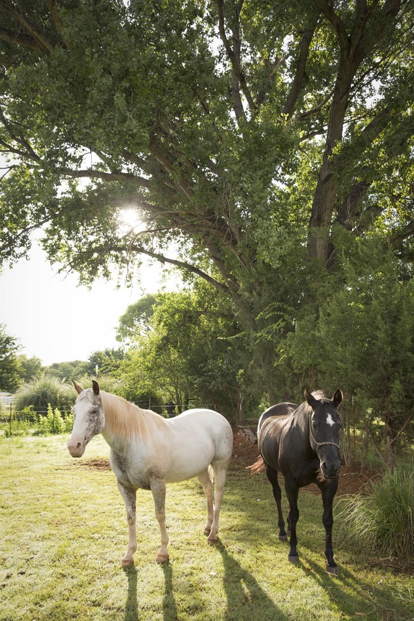 © Tangled Lilac Photography | Arizona horse photography