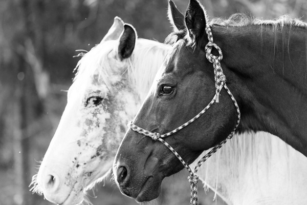 © Tangled Lilac Photography | lifestyle pet photography, appaloosa horse and friend