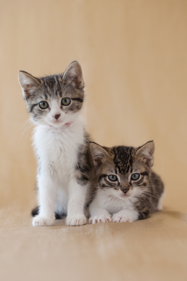 © B Brinston Photography |adorable photos of kittens