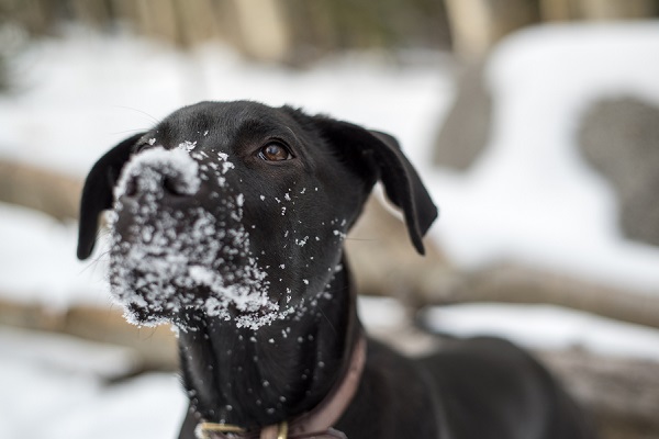 © Caitlyn Elizabeth Photography LLC  | Black Lab mix puppy's muzzle covered in snow