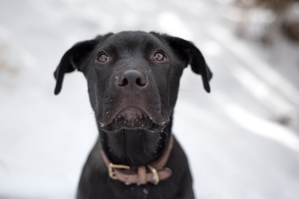 © Caitlyn Elizabeth Photography LLC |puppy's first snow photos