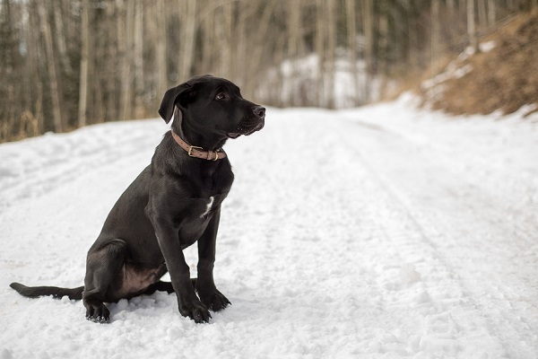 © Caitlyn Elizabeth Photography LLC  |  lifestyle dog photography, Santa Fe, NM, puppy in snow