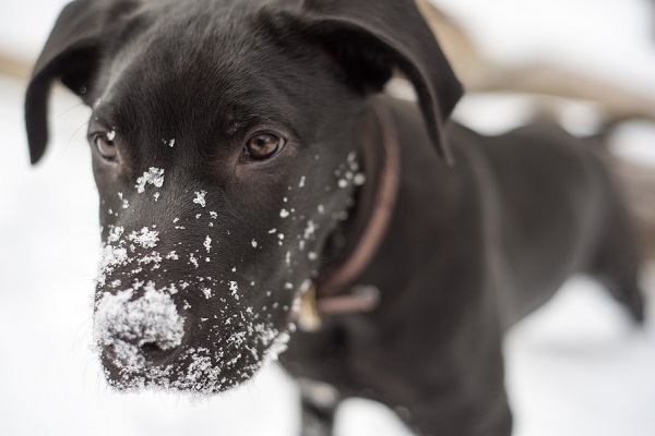 © Caitlyn Elizabeth Photography LLC  | Adorable puppy in snow