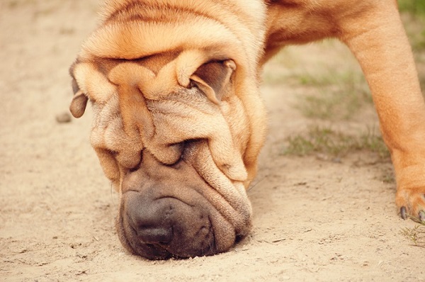 © Catharine Noble Photography | handsome Shar Pei