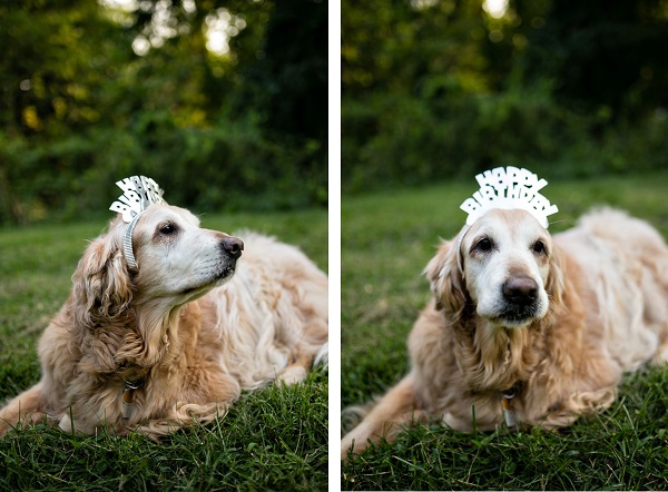 ©  Paw Prints: Pet Portraits by Charlene | Senior Golden Retriever Birthday, dog's birthday photos