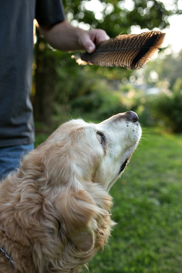 ©  Paw Prints: Pet Portraits by Charlene | heartwarming photos of senior dog