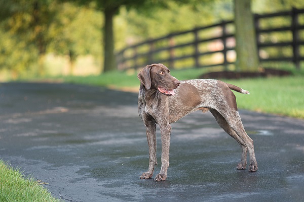 © Gayle Driver Photography |pictures of  German Shorthaired pointer, on location photos of German Shorthaired Pointer