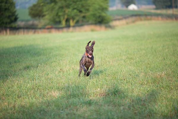 © Gayle Driver Photography |  photos of German Shorthaired Pointer, on location pet photography
