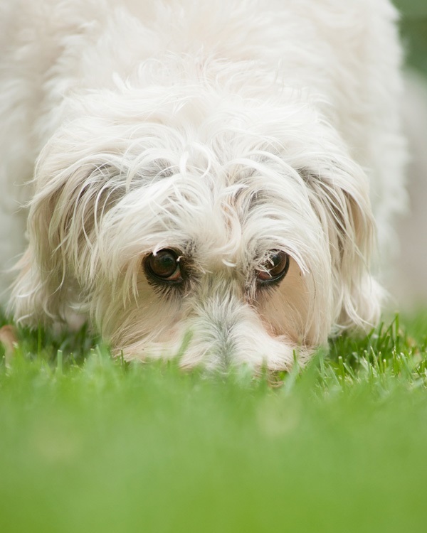 © Alice G Patterson Photography | Arlington pet photography, on location dog portraits