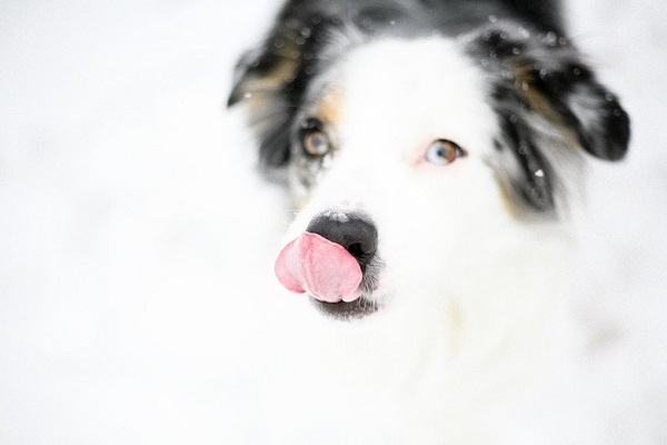 © Irrelephant | Dog loving snow