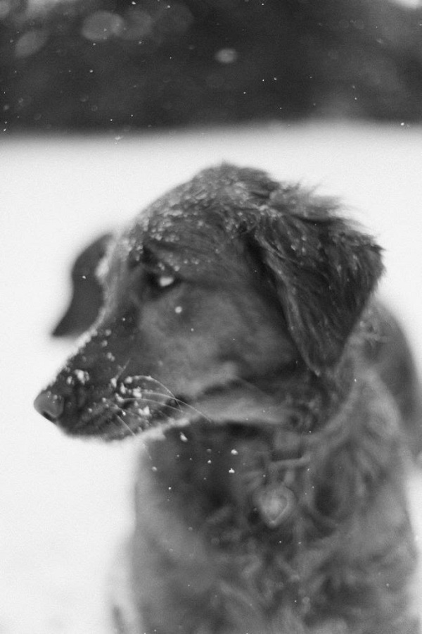 © Irrelephant | reluctant snow dog