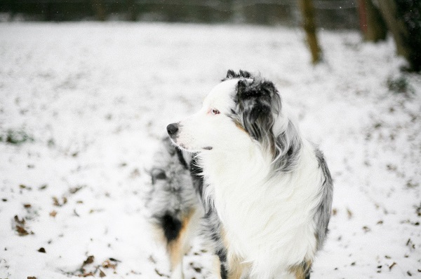 © Irrelephant | Handsome dog in snow, Australian Shepherd