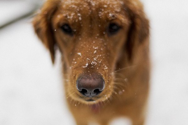 © Irrelephant | dog in snow, Birmingham snow 2014