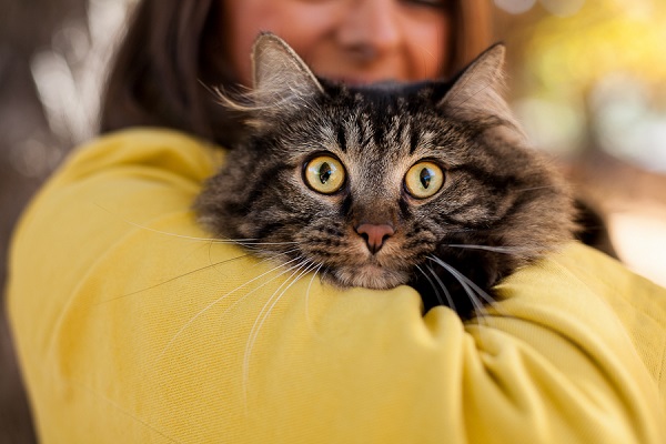 © Jamie K! Photography | anniversary photos with cat, yellow eyed cat, 