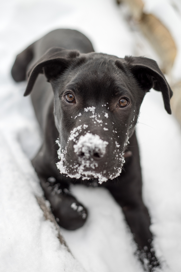 © Caitlin Elizabeth Photography   adopted Labrador puppy mix in snow, puppy's first snow
