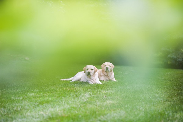 © Origin Photo | on location pet photography, handsome English Yellow Labrador Retrievers