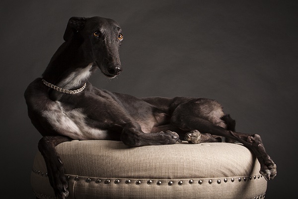 © Angel Sallade Photography | black greyhound modeling on ottoman, studio-pet-photography