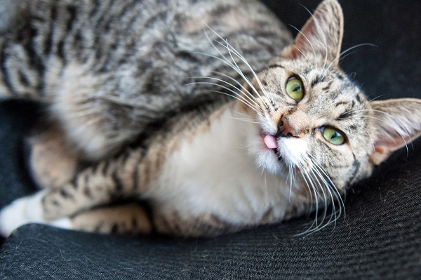 © Chantal Levesque Photo | Montreal Pet photography, #tongueout, cat-sticking-tongue-out