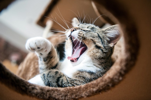 © Chantal Levesque Photo | Montreal Pet photography, laughing cat, funny cat pictures