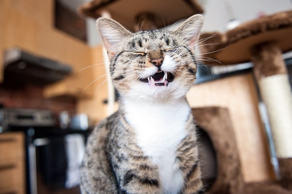 © Chantal Levesque Photo | Montreal cat photography, laughing cat
