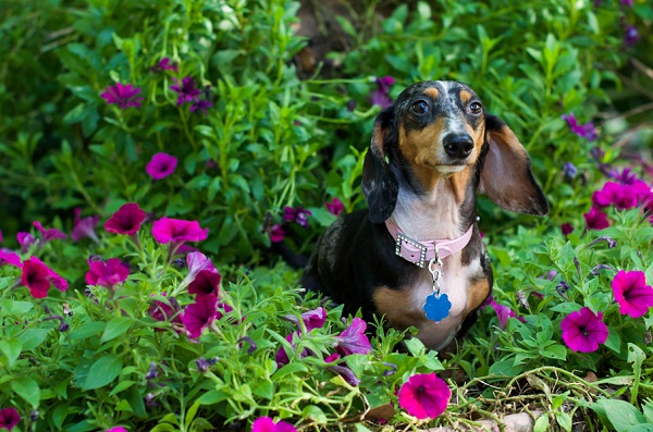 © Corner House Photography | Dachshund in flowers, Florida-dog-photography