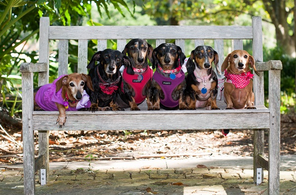 Happy Tails:  Roxie and Her Hot Dog Gang