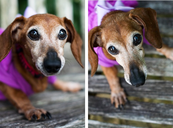 © Corner House Photography | Doxie, on-location-dog-photography