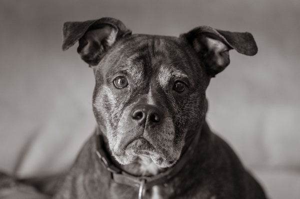 © Alice G Patterson Photography | Daily Dog Tag- Pit-Bull-I-am-the-majority