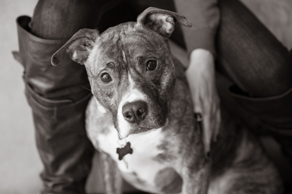 © Alice G Patterson Photography | Daily Dog Tag- Pit-Bull-I-am-the-majority, sweet Pittie portraits