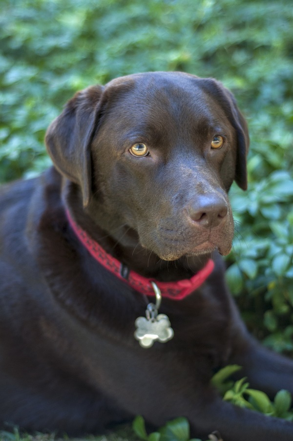 © Caitlin Elizabeth Photography Lab-in-green-foliage, dog-photography, lifestyle-dog-portraits, handsome dog