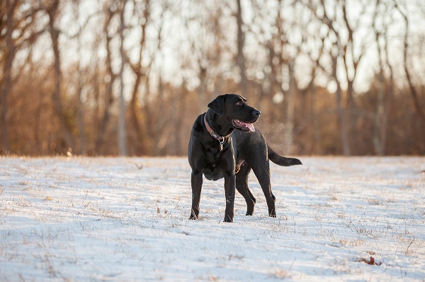 © Kathryn Schauer Photography | snow-loving-dog, Guilford,CT-dog-photographer