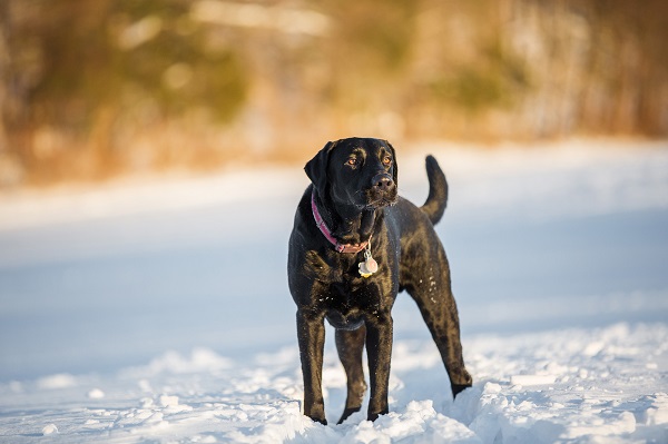 © Kathryn Schauer Photography | Black Labrador Retriever in snow, CT pet photography