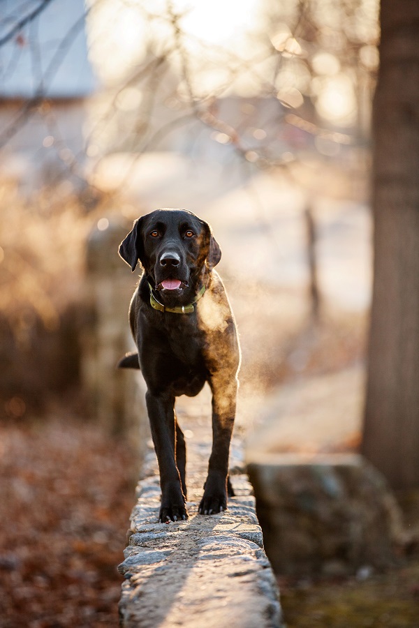 © Kathryn Schauer Photography | handsome dog,  lifestyle dog photography