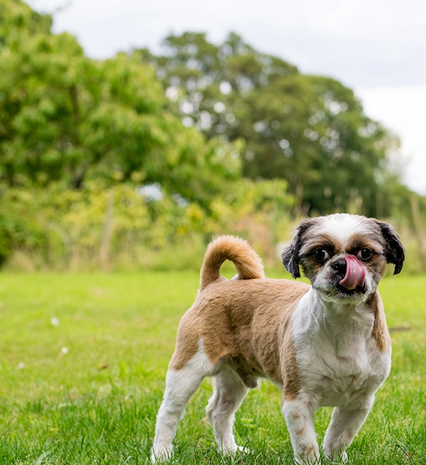 © Lebolo Photography | Tongue-Out-Tuesday, on-location pet photography