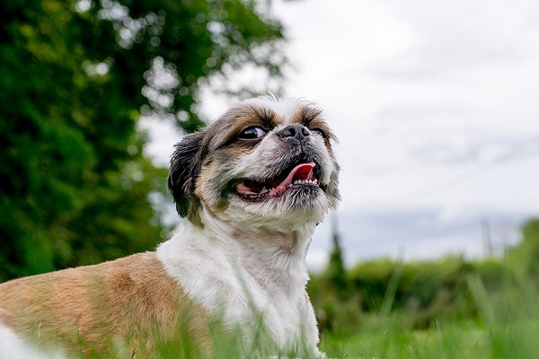© Lebolo Photography | Shih Tzu mix, on location dog photos, UK dog photographer