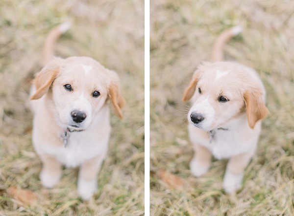 © Megan Thiele Studios |-yellow-lab-mixed-breed-puppy-in-field, puppy love, adorable-puppy pictures