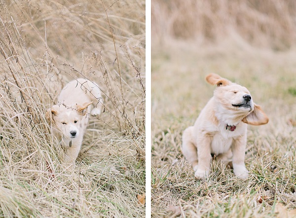 © Megan Thiele Studios | Yellow-Labrador/Golden-Retriever -mixed-breed-puppy, on location dog-photography, cute-puppy-photos