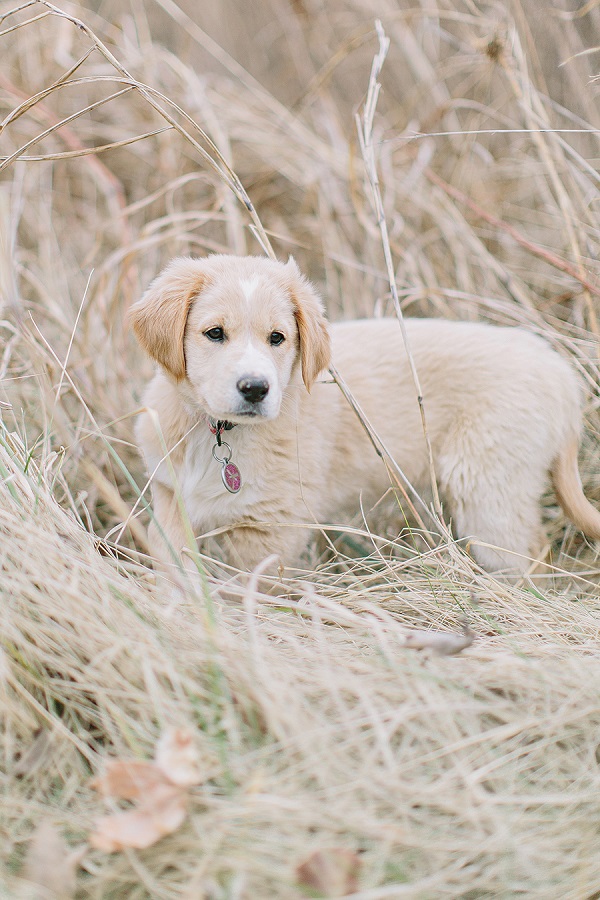 © Megan Thiele Studios |Yellow-Labrador/Golden-Retriever -mixed-breed-puppy-pictures, adorable-puppy