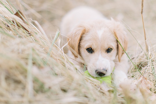 © Megan Thiele Studios | cute puppy pictures, puppy with toy, puppy with heart on head