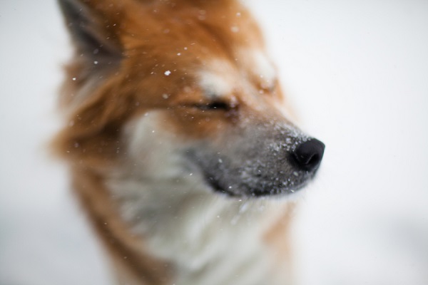 © Michele Ashley Photography | dog-photography, snow-dog, fine-art-dog-portraits