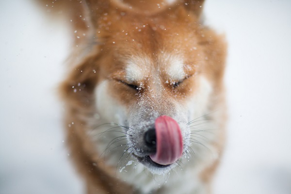 © Michele Ashley Photography | dog-photography, winter-dog, tongue-out, dog-in-snow